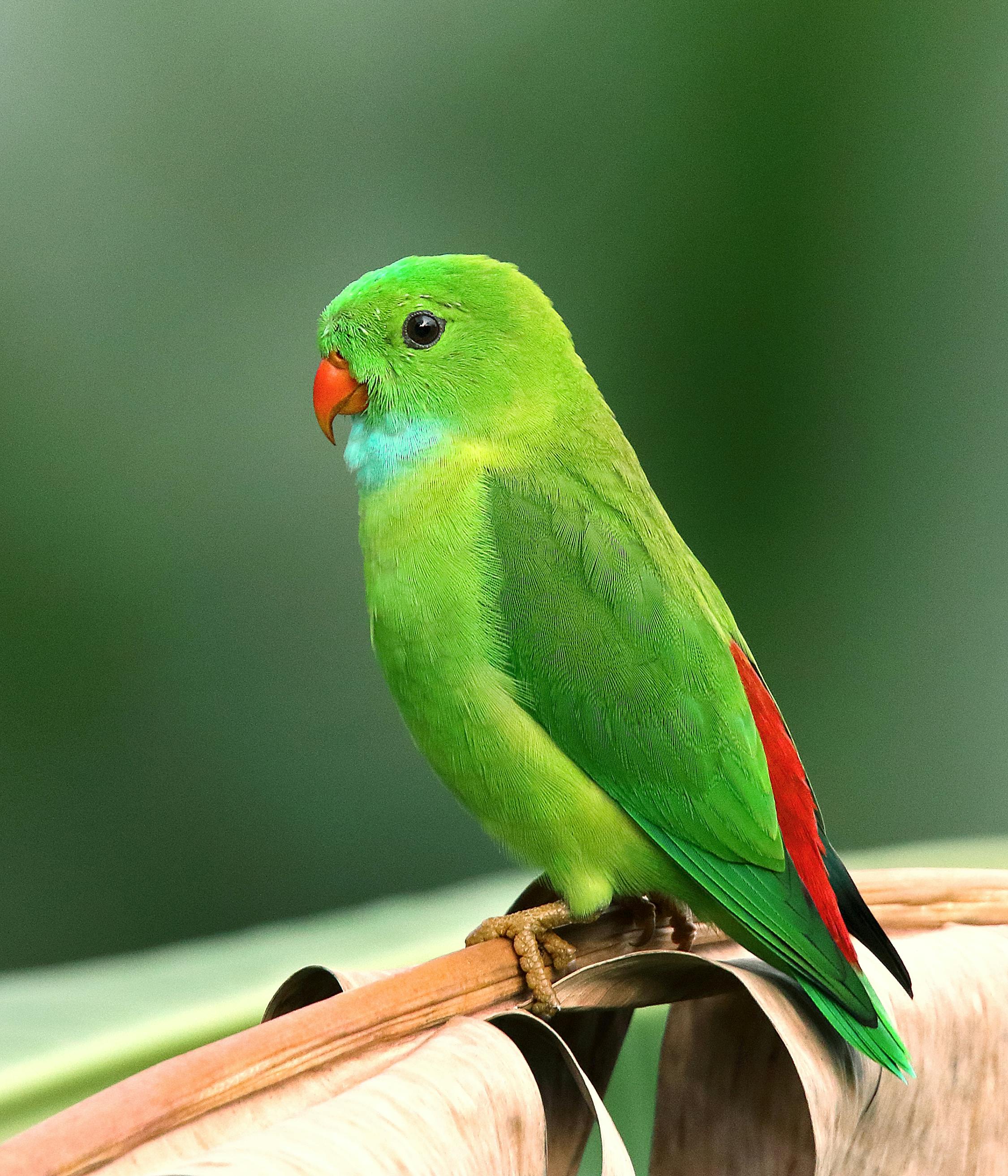 bird