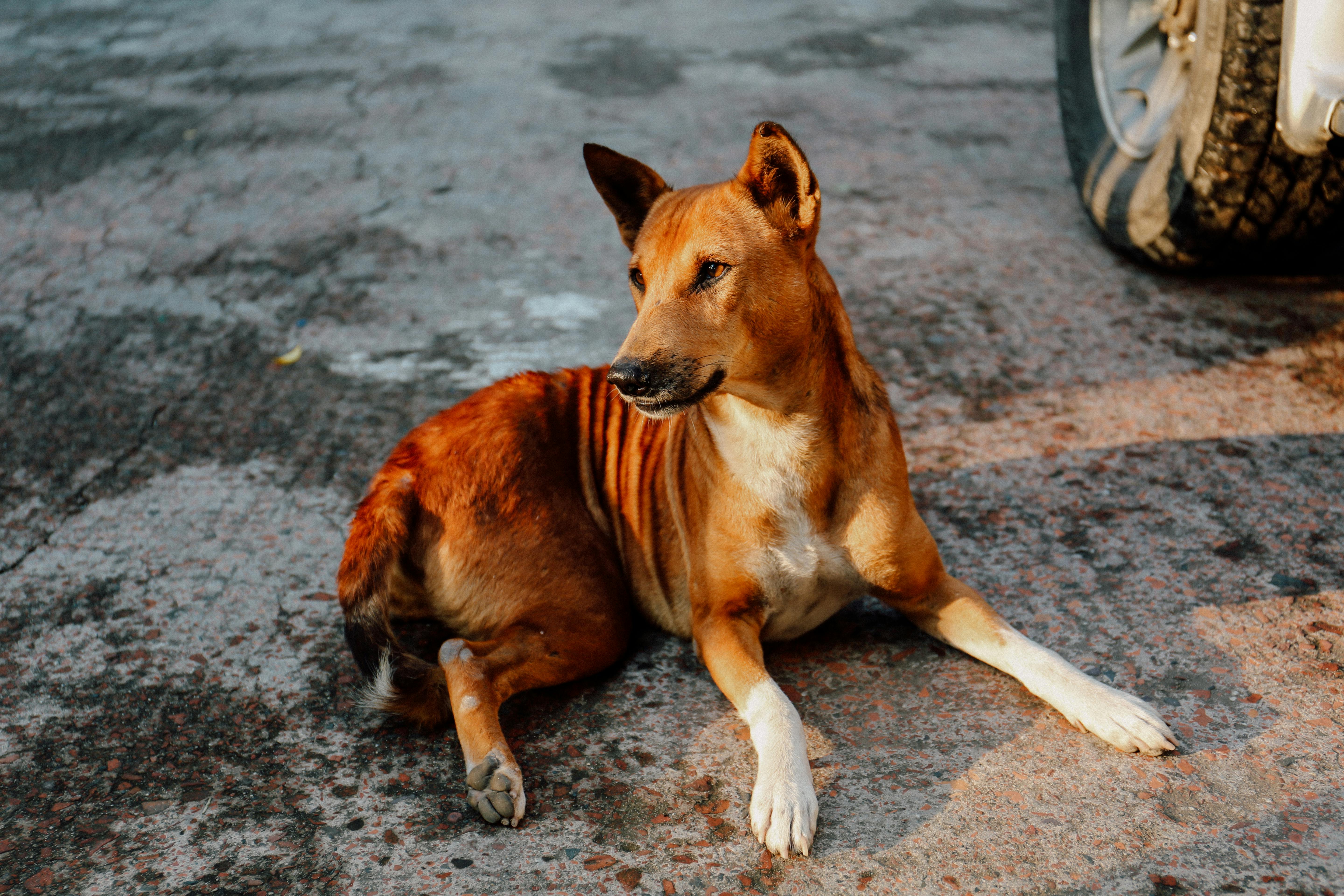 dog