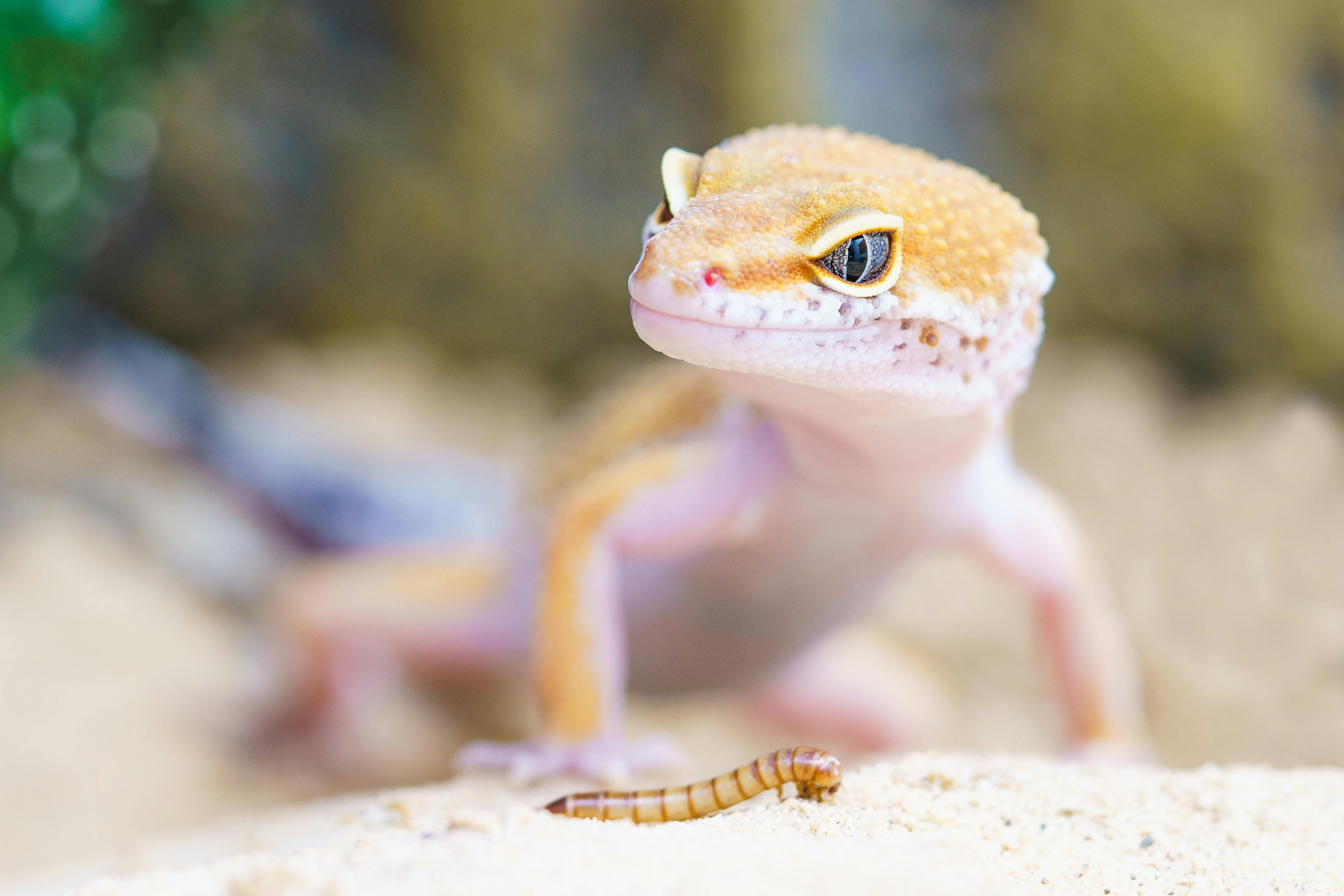 lizard