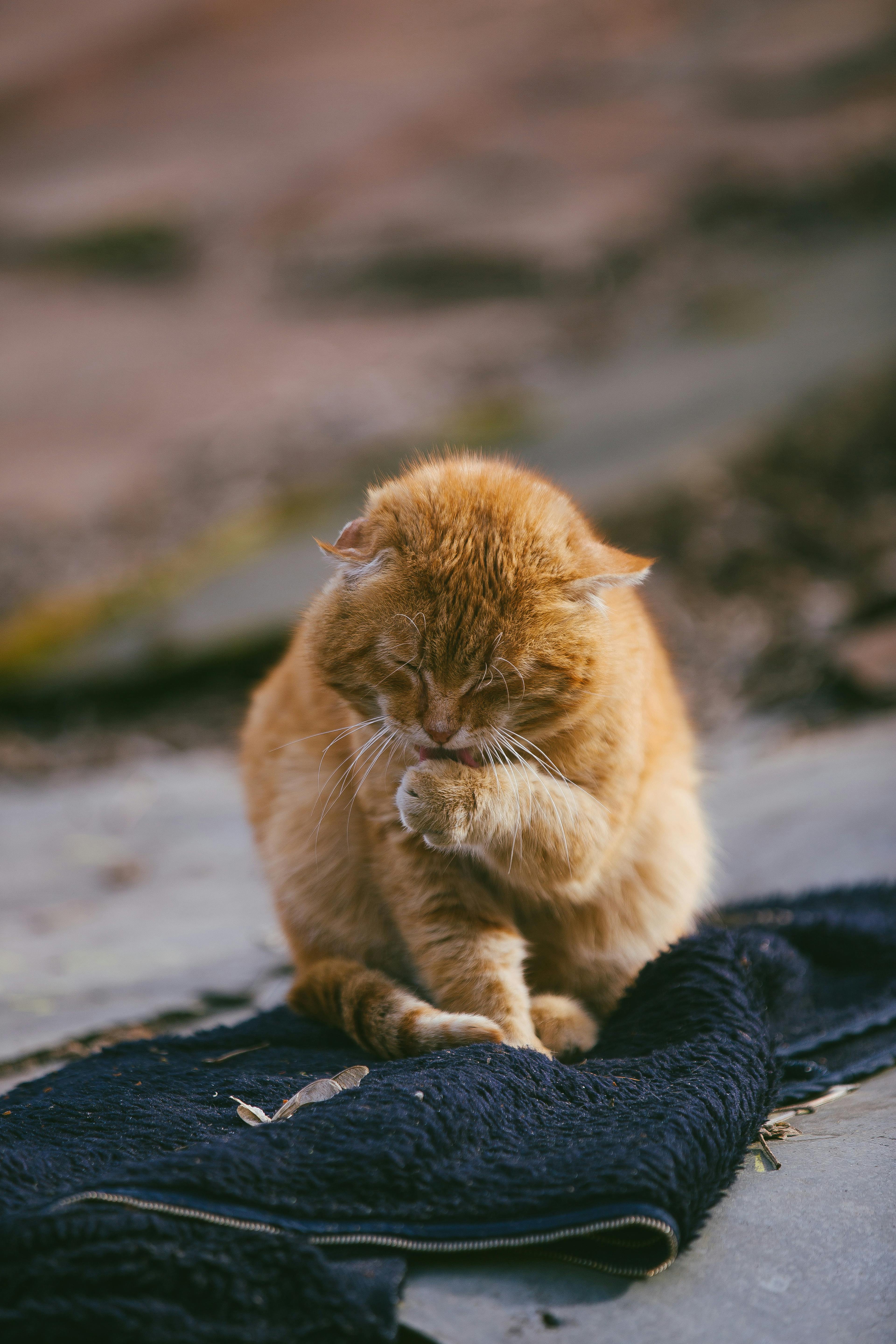 orange stray cat